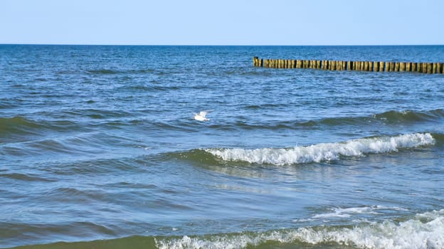 Seagull flies along the coast over waves by the sea. Groynes jut out into the Baltic Sea. Animal photo from nature
