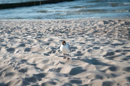 Seagull on the beach. The wild animal walks in the sand on the beach. Animal photo from the coast
