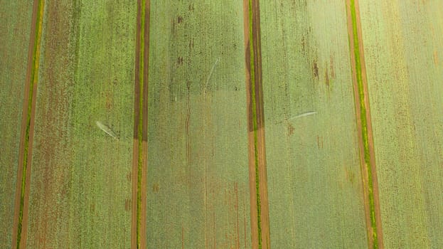 Green fields aerial view before harvest at summer. farm land with agricultural machinery.
