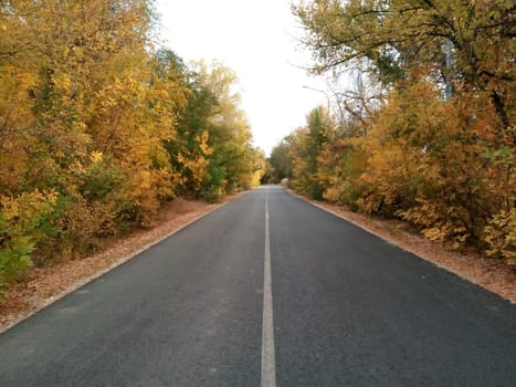 An empty road flanked by lush trees on both sides, creating a serene and picturesque landscape for travelers