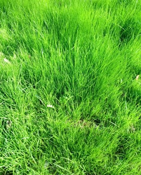 A beautifully lush green grass field showcases its vibrant grass glistening under the bright, warm sunlight