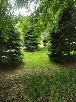 The image takes you to a secluded corner of nature. Tall fir trees cozily frame the meadows with soft green grass, and muted sunbeams break through the dense crown of trees. A feeling of serenity and unity with nature is created.