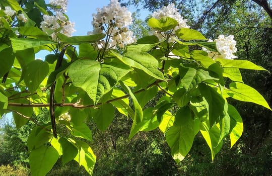 Catalpa is an incredibly beautiful ornamental tree. Its amazing beauty will not leave any plant lover indifferent. Unusual large dark green leaves remind someone of hearts, and to some even elephant ears!