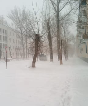 snowy city street with bare trees in snowy weather