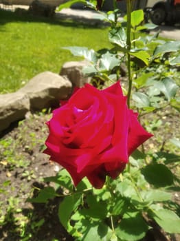 a delightful red rose in the garden