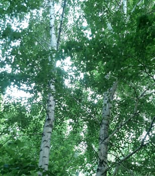 Lush green crown of birches on a clear summer sunny morning