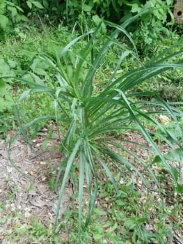 This lush green plant, which brings life and brightness to the garden, is a testament to the beauty of nature.
