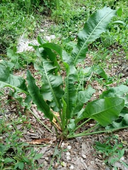A vibrant wild leafy plant thriving amidst a natural forest floor. The fresh greenery and detailed leaves are surrounded by a mix of wild undergrowth and soil, showcasing nature's raw beauty and biodiversity. Ideal for botanical studies, gardening content, or nature-themed projects.