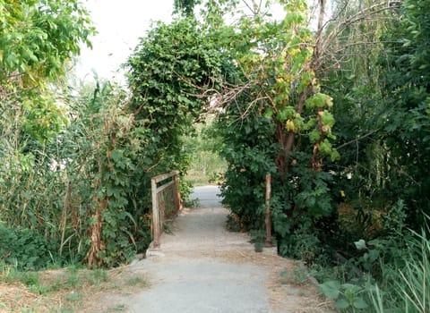 the enchanting beauty of nature when the trees gracefully bend over a serene bridge inviting you to come inside