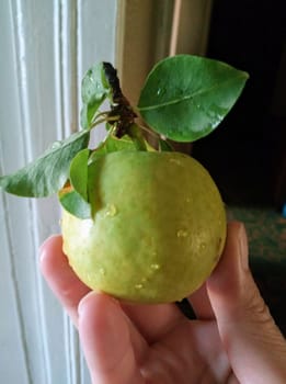 There's nothing quite like the satisfaction of holding a freshly picked apple in your hand. A true testament to nature's bounty and the joy of local produce.