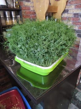These microgreen peas are not only a pleasant treat for the eyes but also a nutritious addition to the table.