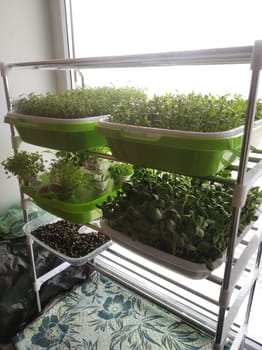 These small but nutrient-rich plants will not only brighten up your space, but they will also be a fresh addition to your meals. Growing them indoors brings nature closer to you, no matter the season.