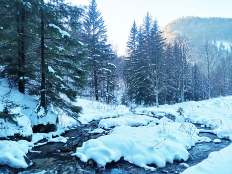 Mountain river in winter among snow-covered firs and pines. Beauty of nature. Water stream in motion