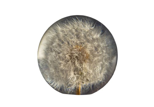 Round crystal paperweight with preserved fresh flower dandelion inside isolated on with background with clipping path. Gorgeous handmade glass dandelion paperweight, Selective focus.