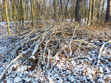 A pile of fallen broken tree branches in the forest in winter. Brushwood collected in a pile under the snow. Caring for the environment