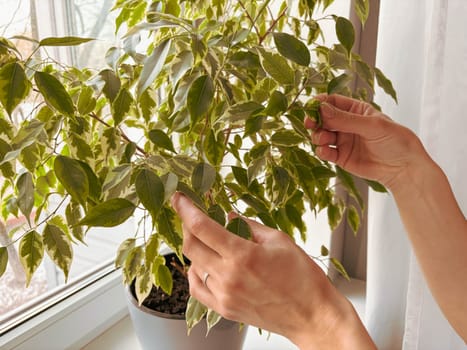 Close-up of a woman caring for a Ficus plant at home. The woman's hands gently touch the house ficus growing in a pot on the windowsill.