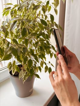 Woman's hands holding smartphone to take a photo of beautiful potted ficus plant at home on windowsill.