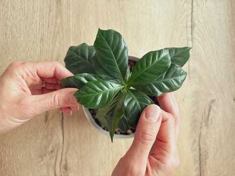 A coffee tree seedling grows in a pot at home. A woman's hands wipe the leaves of a coffee tree standing on a wooden table.