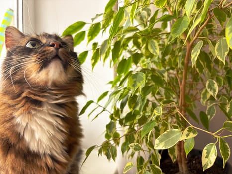 Gray tabby cat sits next to ficus, looks up and sniffs leaves. Cat and indoor green plants concept.