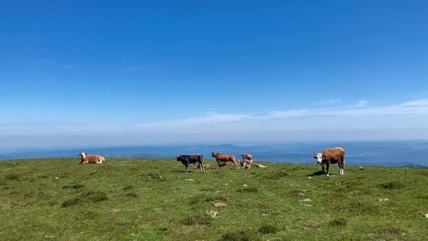 Bulgarian alpine cows graze on a lush green mountaintop pasture under a vibrant blue sky. The tranquil scene evokes a sense of peace and serenity - Europe