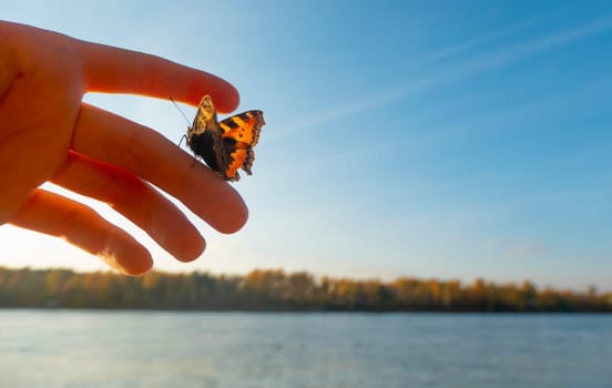 Butterfly on kid's finger on the background of the autumn river bank. The setting sun shines through your fingers and wingsHigh quality photo