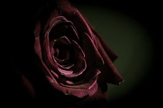 Fully open red rose on black background. No people