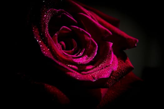 Fully open red rose on black background. No people