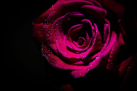 Fully open red rose on black background. No people