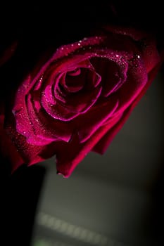 Fully open red rose on black background. No people