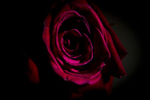 Fully open red rose on black background. No people