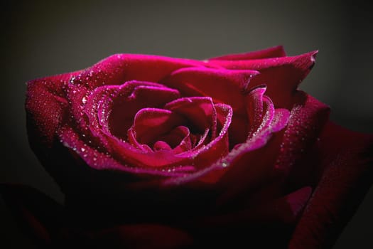 Fully open red rose on black background. No people