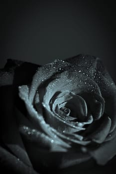 Fully open red rose on black background. No people