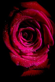 Fully open red rose on black background. No people