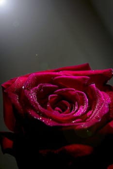 Fully open red rose on black background. No people