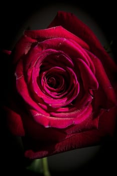 Fully open red rose on black background. No people