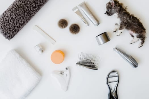 A variety of grooming tools and a small dog are arranged neatly on a white surface, ready for use.
