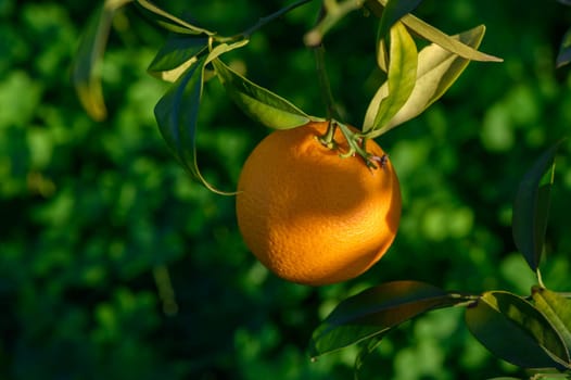 An orange fruit dangles from vibrant green branches, basking in the golden glow of the setting sun.