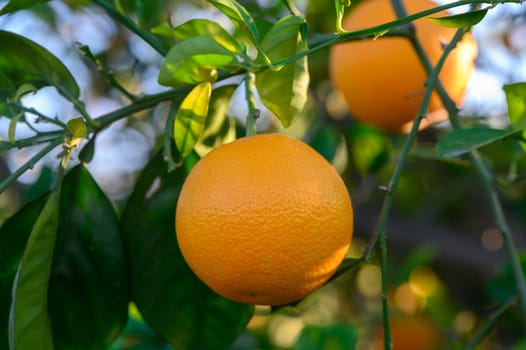 Golden oranges sway gently on lush branches in a sunlit orchard, showcasing nature's refreshing bounty.