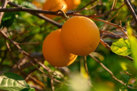 Ripe oranges dangle from lush branches, basking in golden sunlight on a vibrant summer day.