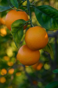 Vibrant, ripe oranges dangle from branches in a sunlit orchard, surrounded by lush foliage and warm colors.