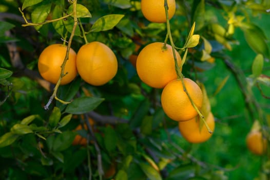 Golden oranges dangle from healthy branches, surrounded by vibrant green leaves under a clear blue sky.