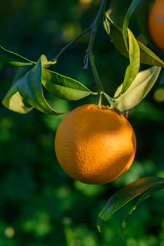 A ripe orange dangles gracefully from a leafy branch, basking in the sunlight against a vibrant green backdrop.