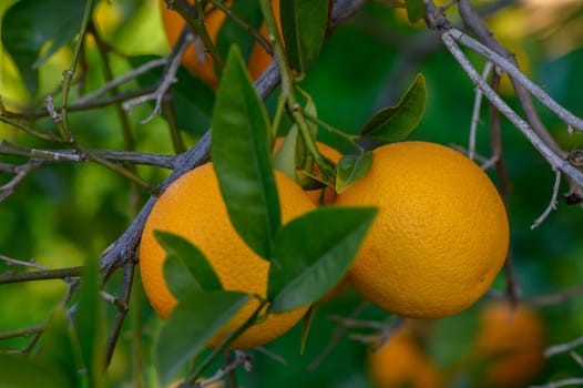 Juicy oranges burst with color as they sway gently on branches, surrounded by rich foliage in warm afternoon light.