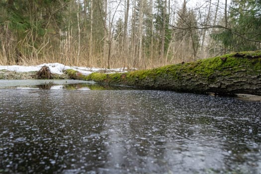 moss covered fallen tree lies across winter forest stream