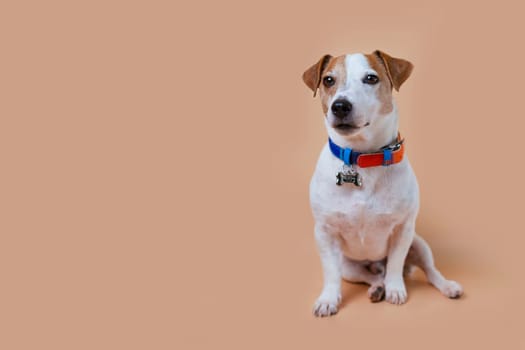 Dog Jack Russell is dressed in a beautiful collar with a bone. Pet sits in the background in the studio.