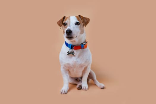 Dog Jack Russell is dressed in a beautiful collar with a bone. Pet sits in the background in the studio.