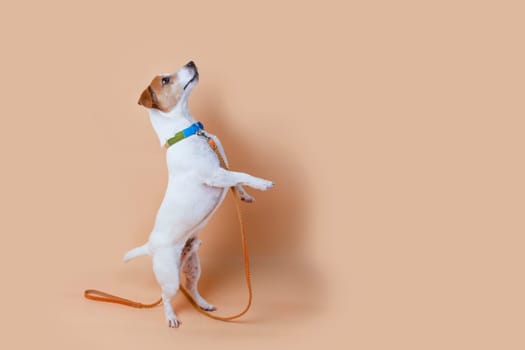 Active and agile dog jumping high on solid color background.