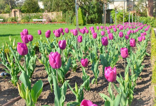 Purple tulips in rows in botanical garden in spring.