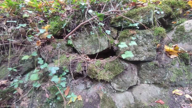 Mossy stone wall texture background landscape nature summer autumn green leaves . High quality photo