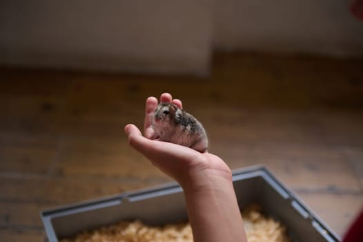 A close-up view of a hamster sitting on a person's hand, with a pet cage in the background. The setting is indoors with natural light highlighting the adorable creature.